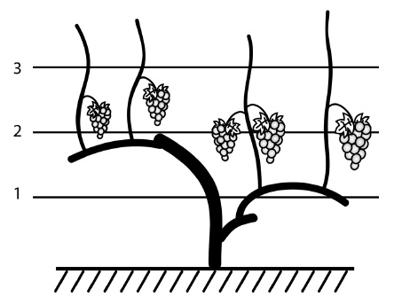 Иллюстрация к книге — Обрезка винограда. Проверенные способы формировки укрывного винограда в средней полосе России [i_081.jpg]
