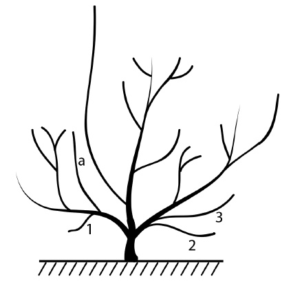 Иллюстрация к книге — Обрезка винограда. Проверенные способы формировки укрывного винограда в средней полосе России [i_082.jpg]