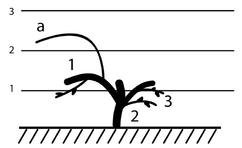 Иллюстрация к книге — Обрезка винограда. Проверенные способы формировки укрывного винограда в средней полосе России [i_083.jpg]