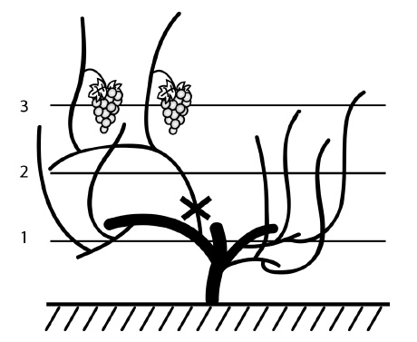 Иллюстрация к книге — Обрезка винограда. Проверенные способы формировки укрывного винограда в средней полосе России [i_084.jpg]