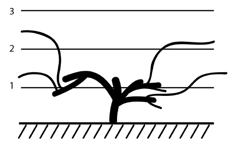 Иллюстрация к книге — Обрезка винограда. Проверенные способы формировки укрывного винограда в средней полосе России [i_085.jpg]