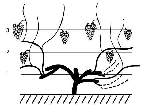 Иллюстрация к книге — Обрезка винограда. Проверенные способы формировки укрывного винограда в средней полосе России [i_086.jpg]