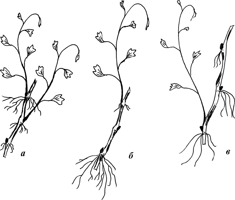 Иллюстрация к книге — Виноград, малина, смородина, крыжовник и другие ягоды [_020.jpg]