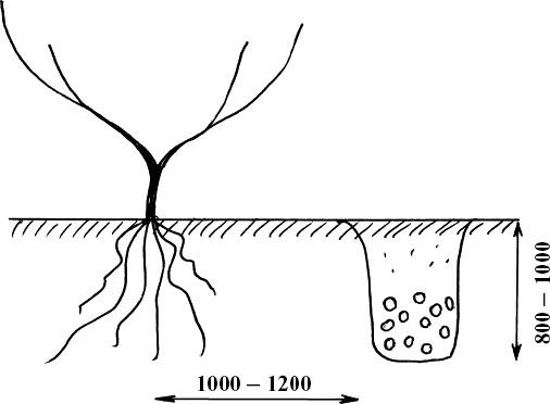 Иллюстрация к книге — Виноград, малина, смородина, крыжовник и другие ягоды [_025.jpg]
