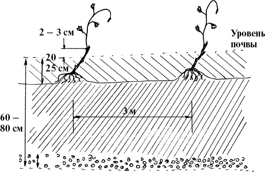Иллюстрация к книге — Виноград, малина, смородина, крыжовник и другие ягоды [_028_1.jpg]