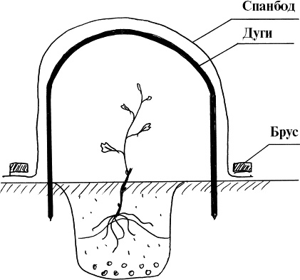 Иллюстрация к книге — Виноград, малина, смородина, крыжовник и другие ягоды [_028_2.jpg]