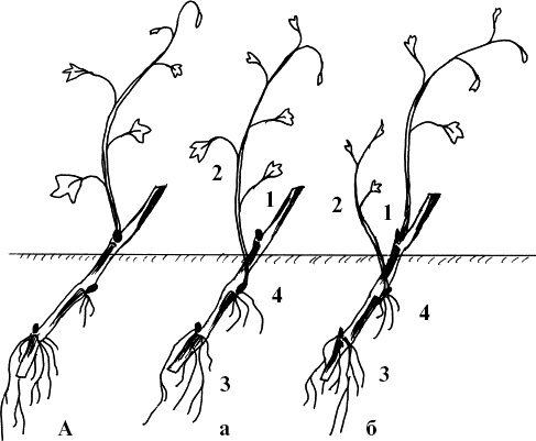 Иллюстрация к книге — Виноград, малина, смородина, крыжовник и другие ягоды [_031.jpg]