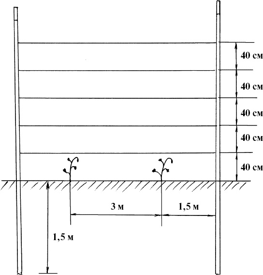 Иллюстрация к книге — Виноград, малина, смородина, крыжовник и другие ягоды [_032.jpg]