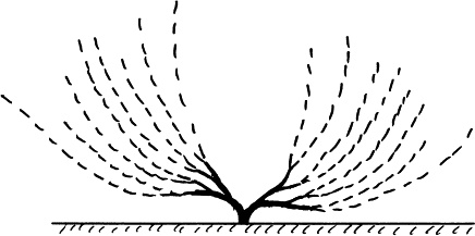 Иллюстрация к книге — Виноград, малина, смородина, крыжовник и другие ягоды [_034_1.jpg]