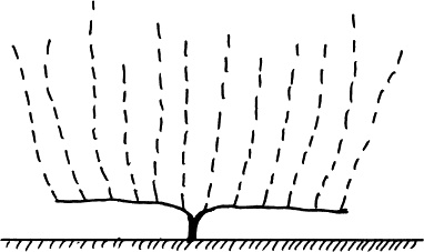Иллюстрация к книге — Виноград, малина, смородина, крыжовник и другие ягоды [_034_2.jpg]