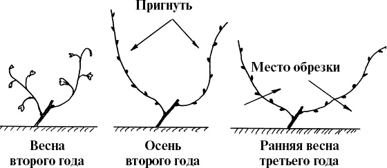 Иллюстрация к книге — Виноград, малина, смородина, крыжовник и другие ягоды [_038_2.jpg]
