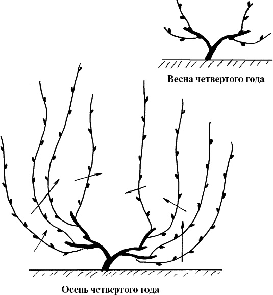 Иллюстрация к книге — Виноград, малина, смородина, крыжовник и другие ягоды [_040_2.jpg]