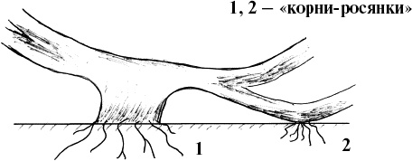 Иллюстрация к книге — Виноград, малина, смородина, крыжовник и другие ягоды [_058_1.jpg]
