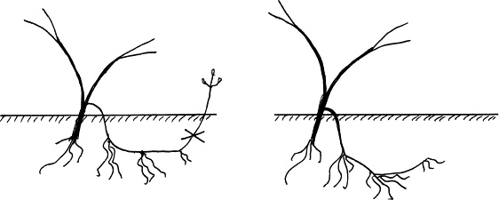 Иллюстрация к книге — Виноград, малина, смородина, крыжовник и другие ягоды [_058_2.jpg]