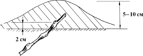 Иллюстрация к книге — Виноград, малина, смородина, крыжовник и другие ягоды [_078.jpg]