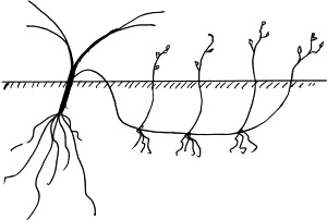 Иллюстрация к книге — Виноград, малина, смородина, крыжовник и другие ягоды [_078_1.jpg]