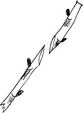 Иллюстрация к книге — Виноград, малина, смородина, крыжовник и другие ягоды [_083_2.jpg]