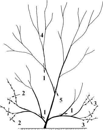 Иллюстрация к книге — Виноград, малина, смородина, крыжовник и другие ягоды [_085.jpg]