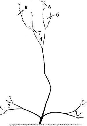 Иллюстрация к книге — Виноград, малина, смородина, крыжовник и другие ягоды [_087_1.jpg]