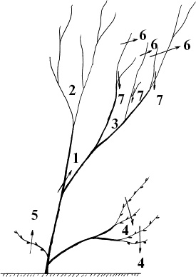 Иллюстрация к книге — Виноград, малина, смородина, крыжовник и другие ягоды [_088_1.jpg]