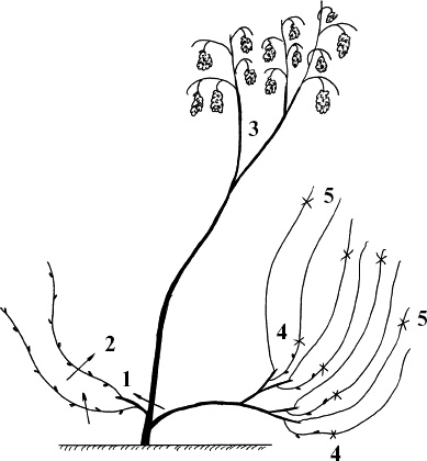 Иллюстрация к книге — Виноград, малина, смородина, крыжовник и другие ягоды [_089.jpg]