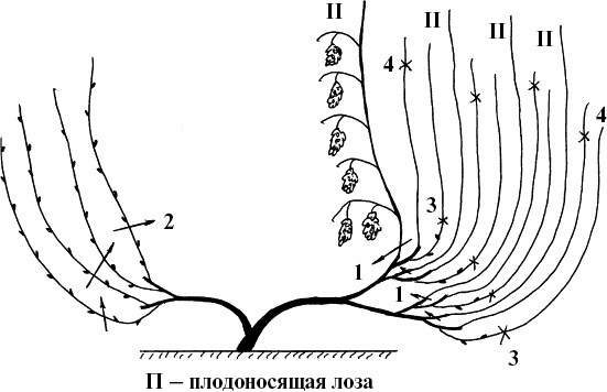 Иллюстрация к книге — Виноград, малина, смородина, крыжовник и другие ягоды [_090.jpg]