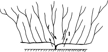 Иллюстрация к книге — Виноград, малина, смородина, крыжовник и другие ягоды [_091_1.jpg]
