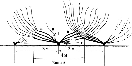 Иллюстрация к книге — Виноград, малина, смородина, крыжовник и другие ягоды [_092.jpg]