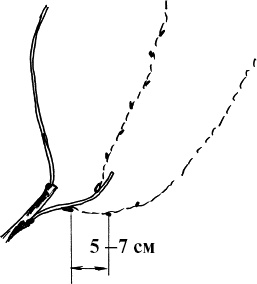 Иллюстрация к книге — Виноград, малина, смородина, крыжовник и другие ягоды [_093_1.jpg]