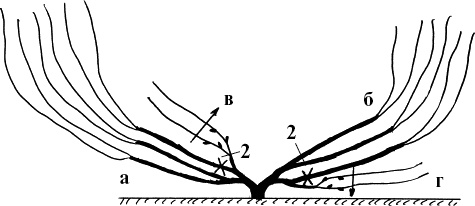 Иллюстрация к книге — Виноград, малина, смородина, крыжовник и другие ягоды [_093_2.jpg]