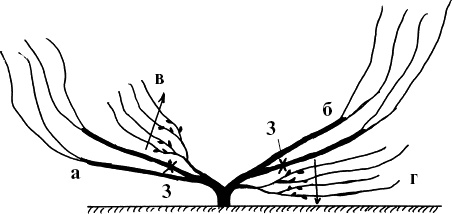 Иллюстрация к книге — Виноград, малина, смородина, крыжовник и другие ягоды [_094_1.jpg]