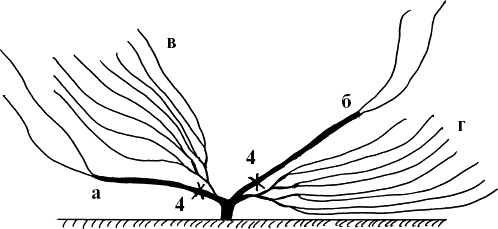 Иллюстрация к книге — Виноград, малина, смородина, крыжовник и другие ягоды [_094_2.jpg]