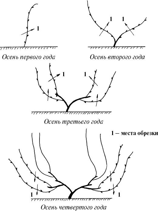Иллюстрация к книге — Виноград, малина, смородина, крыжовник и другие ягоды [_097.jpg]