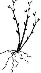 Иллюстрация к книге — Виноград, малина, смородина, крыжовник и другие ягоды [_108.jpg]