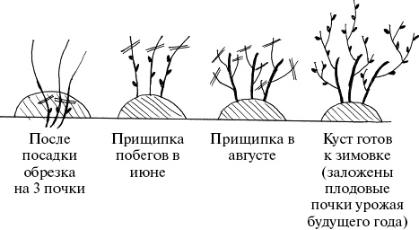 Иллюстрация к книге — Виноград, малина, смородина, крыжовник и другие ягоды [_111.jpg]