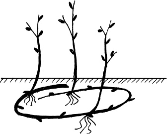 Иллюстрация к книге — Виноград, малина, смородина, крыжовник и другие ягоды [_121.jpg]