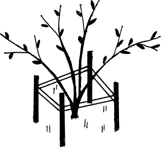 Иллюстрация к книге — Виноград, малина, смородина, крыжовник и другие ягоды [_125.jpg]