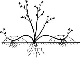 Иллюстрация к книге — Виноград, малина, смородина, крыжовник и другие ягоды [_127_2.jpg]