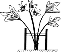 Иллюстрация к книге — Виноград, малина, смородина, крыжовник и другие ягоды [_135_1.jpg]