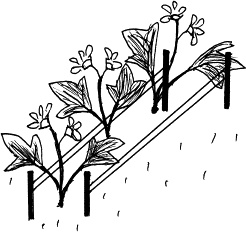 Иллюстрация к книге — Виноград, малина, смородина, крыжовник и другие ягоды [_135_2.jpg]