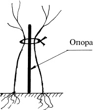 Иллюстрация к книге — Виноград, малина, смородина, крыжовник и другие ягоды [_141_2.jpg]