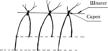 Иллюстрация к книге — Виноград, малина, смородина, крыжовник и другие ягоды [_142.jpg]