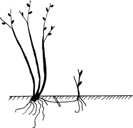 Иллюстрация к книге — Виноград, малина, смородина, крыжовник и другие ягоды [_145.jpg]