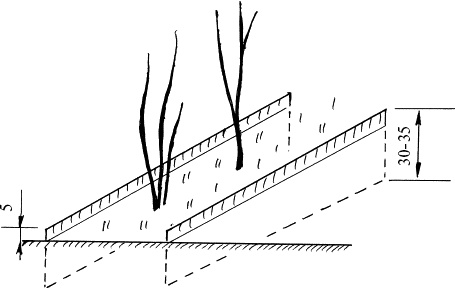 Иллюстрация к книге — Виноград, малина, смородина, крыжовник и другие ягоды [_149.jpg]