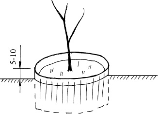 Иллюстрация к книге — Виноград, малина, смородина, крыжовник и другие ягоды [_159.jpg]
