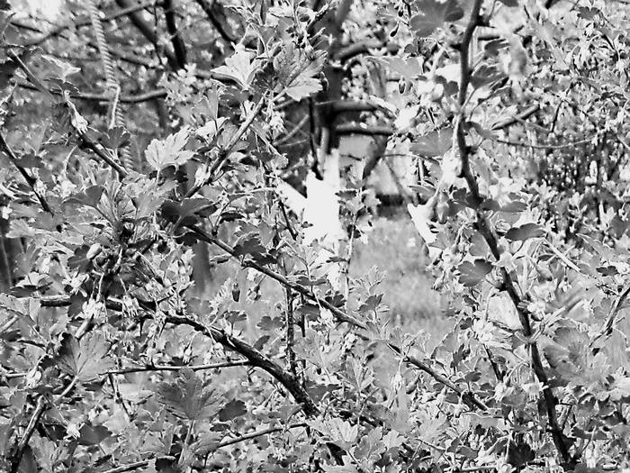 Иллюстрация к книге — Плодовые кусты вашего сада [i_002.jpg]