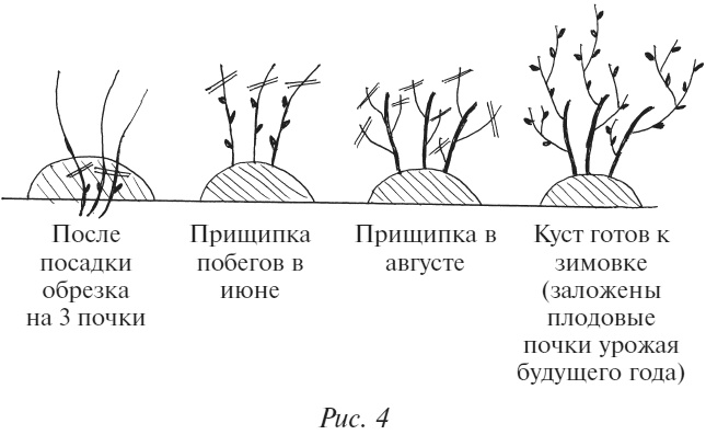 Иллюстрация к книге — Плодовые кусты вашего сада [i_006.jpg]