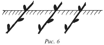 Иллюстрация к книге — Плодовые кусты вашего сада [i_008.jpg]