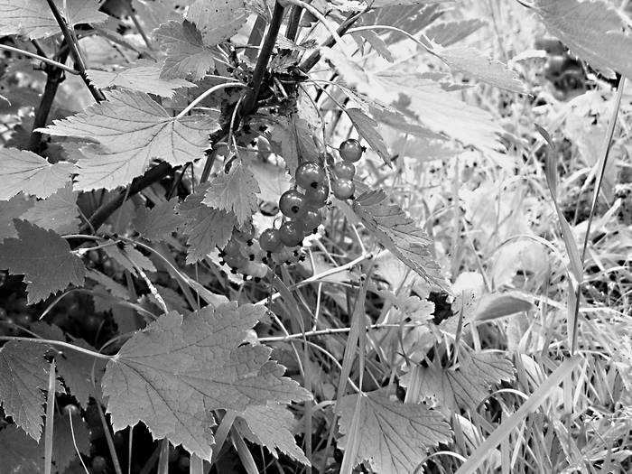 Иллюстрация к книге — Плодовые кусты вашего сада [i_010.jpg]