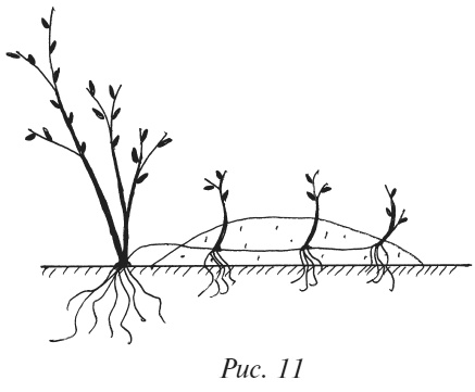 Иллюстрация к книге — Плодовые кусты вашего сада [i_015.jpg]